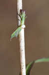 Willowleaf lettuce